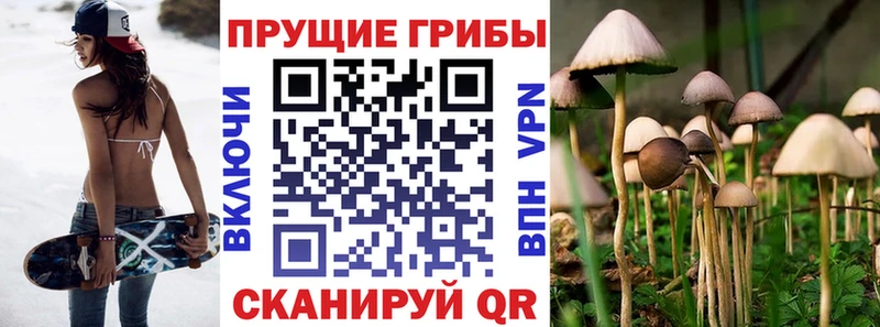 Псилоцибиновые грибы Cubensis Яранск
